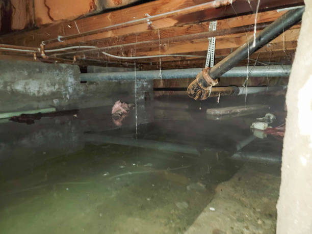 Best Water damage contractors near me  in Waikapu, HI